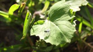 Sony A65 Video Autofocus Test