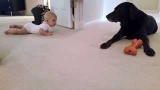 Baby's first crawl with her dog... what a cute ending!