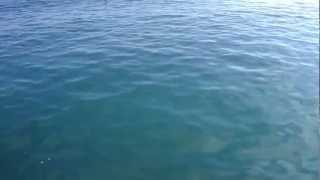 Луфарь на воблер в Черном море