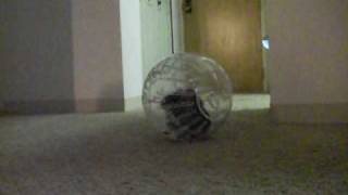 Chinchilla's First Ball Run