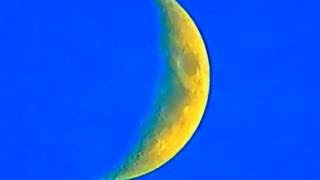 Стрижи летают перед растущей Луной