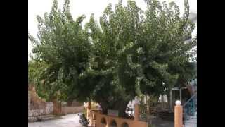 Gennadi Rhodes Greece sun sea & accommodation Holidays