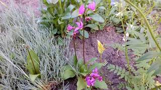 Горянка японская Epimedium,Додекатион(паникадильник)цветок двенадцати боговDodecatheon,Дицентра