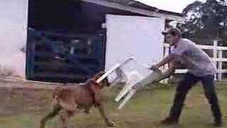 Fila Brasileiro CAFIB