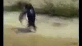 Pingouins Party