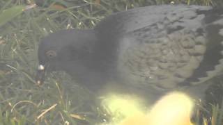 HD BIG PIGEON GRAY GREY CALIFORNIA