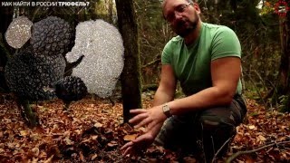 Российский трюфель - поиск с микологом Вишневским, www.grib.tv