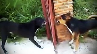 Dumb Pets ★ SILLY but FUNNY Animals [Funny Pets]