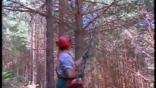 Gestión Forestal Sostenible en los bosques de Segovia