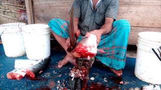 Pangas Fish Cutting | Incredible River Yellowtail Catfish Cutting Baipayl Dhaka Bangladesh