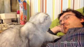 Bored cat's life. Day by day. \ Как скучна жизнь домашнего кота