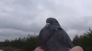 Удача или нет в борьбе с ястребом?