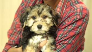 Meet the Puppies - Rottweiler & Yorkshire Terrier Bichon