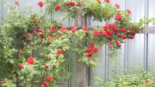 Кустарники декоративные цветущие. видео обзор + названия/средняя полоса России /