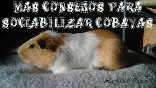 MAS CONSEJOS PARA SOCIABILIZAR COBAYAS Y QUE PIERDAN EL MIEDO A LA GENTE