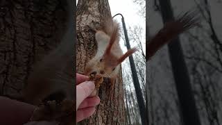 Белка приползла за орешком / The squirrel came crawling for a nut