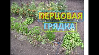 ПЕРЦЫ не выдерживают жару, убираем грядку