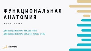 Функциональная анатомия мышц голени. Разгибатели пальцев стопы