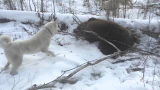 Охота на медведя с Западно-Сибирской лайкой