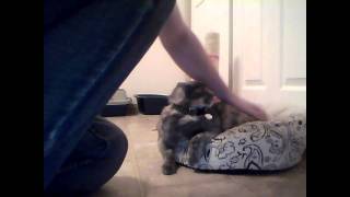 angry kitty