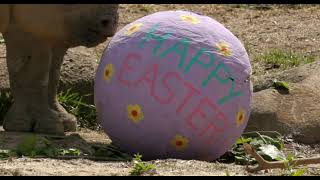 Black Rhinos and Elephants get Easter Themed Enrichment - Cincinnati Zoo