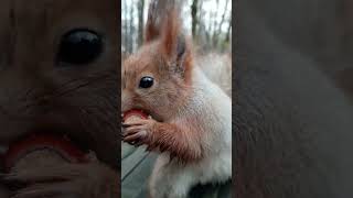 Ушастик и орех / Ushastik and nuts