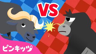 ゴリラ vs バッファロー | どうぶつのうた | 子どもの歌 | ピンキッツPINKFONG