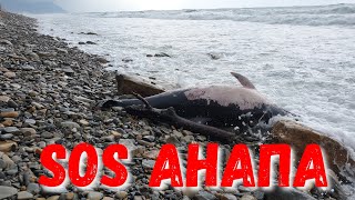 #АНАПА 18+. ПОГОДА. 17.03.2019 ТРАГЕДИЯ С ДЕЛЬФИНОМ. СВАЛКА НА ПЛЯЖЕ......