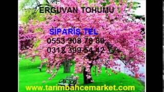 Erguvan,Erguvan tohumu,erguvan ağacı tohumu,erguvan tohumu,erguvan ağacı tohumu