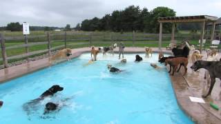 pool party
