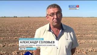 Хороший урожай лука в Волгоградской области