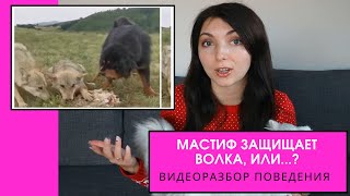 Мастиф защищает волка, или...? Dolittle-разбор № 3. Разбор поведения.