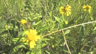 Sneezeweed Complete - Helenium autumnale