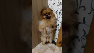 зассыха стоит в углу
