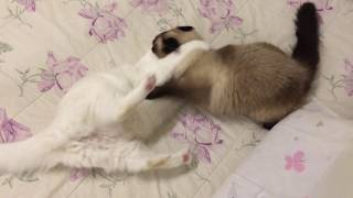 Gatomaniac cats playing fight - compilation