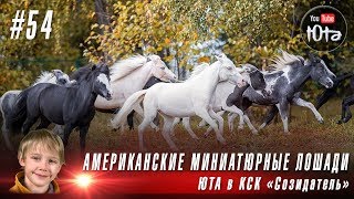 #54 АМЕРИКАНСКИЕ МИНИАТЮРНЫЕ ЛОШАДИ | ДЕТСКИЙ КАНАЛ о настоящих приключениях