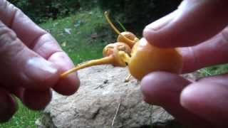Ginkgo biloba nuts - Delicious jade jewels - 100% primitive nut-cracker :-)