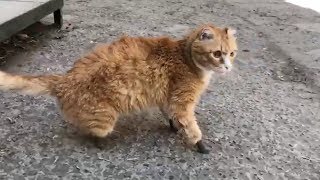 Bàn chân giả cho mèo vô gia cư