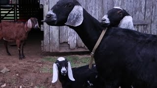 We Bought A Herd Of Nubian Goats!!!