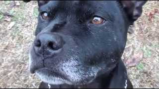 Staffy - In memory of Archie July 2013