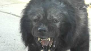 De Pod Inalt Kennel (Caucasian Shepherd Dog)