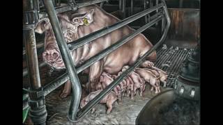 The Pig Project 4 - Motherhood