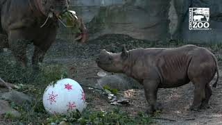 Black Rhino Calf Ajani Joe Trying to Eat Mom's Food - Cincinnati Zoo