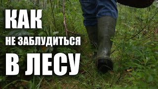 Как выбраться из леса? Что делать, если вы заблудились? // Полезные советы