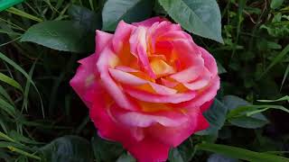 Rose Pullman Orient Express (Восточный Экспресс роза)