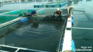 Thu hoạch cá dìa tại cửa đại quảng nam
