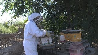 Newsmakers 1206 - Las Cruces Child Trauma Summit; Beekeeper