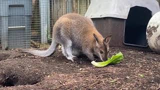 Home Safari - wallaby joey