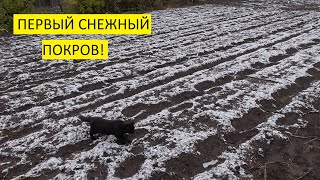 Снег покрыл землю! В теплице растут томаты и новая зелень. Обзор огорода и погоды 3 октября.