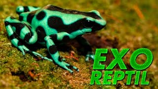 Exo Reptil - Dendrobates Auratus ( Rana de Flecha Verde y Negra )